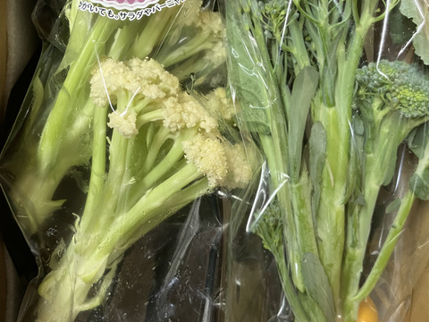 【福島県伊達地方産】朝採れキュウリとつやつやズッキーニ＋旬野菜セット〈クール便発送〉キュウリ5本+ズッキーニ4本1.8キロ