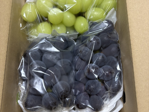 【おつとめ品】２種類のぶどう約1.2kg(３房)
★★最終盤で柔らかめかも★★