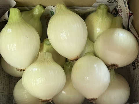 雑味なし！甘くて美味！タマネギ「ソニック」1玉80~200g合計1.8㎏
