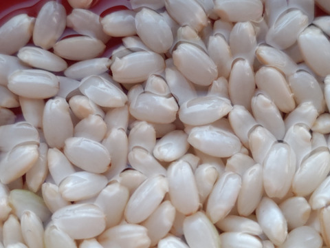 🌱土づくりから1年間【 栽培期間中農薬不使用コシヒカリ味比べ】【精米5kg&玄米5kg 】有機質肥料のみ動物性堆肥不使用【令和６年産】一等米✨米・穀類🥇１位✨食べチョクAW2023
