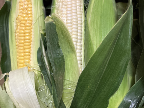 訳ありお得(^^)品種おまかせ【ピュアホワイト】【恵ゴールド】3kg