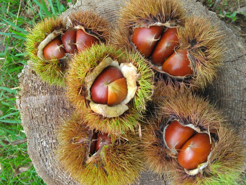 熊本産　ごろごろ大きい和栗🌰2キロ　自然栽培　朝採り直送◎