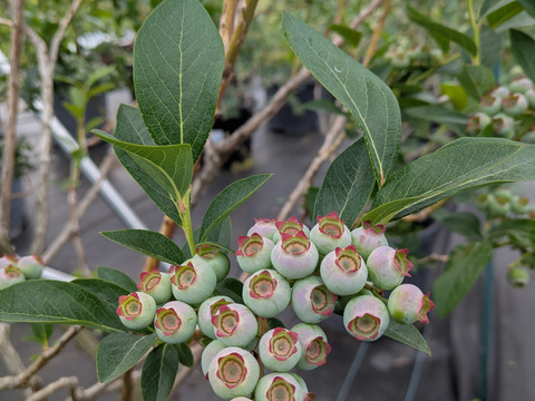 大粒ブルーベリーミックス500g(125g×4P)