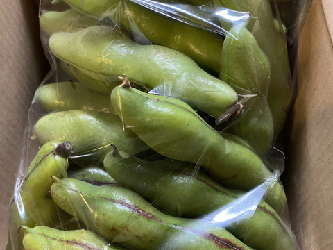 【春の初物】朝採れそら豆1200g