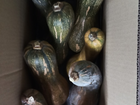 【えひめ・しまなみの島かぼちゃ】瀬戸内よりお届け！愛媛県産かぼちゃ（鶴首かぼちゃ）10㎏【約7〜9個・サイズ混合・ご家庭用】カタチもさまざまなかぼちゃたちをお楽しみください！