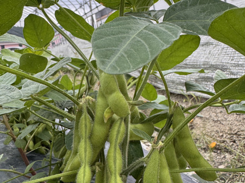 丹波で育てた枝豆‼️【富貴‼️】1kg入‼️
枝豆の甘みを感じて下さい❗️