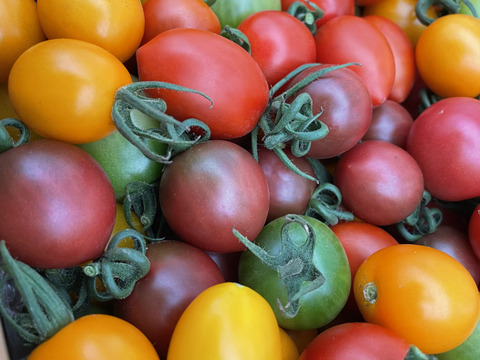 悩んだらコレっ！！植竹農園のトマトお試しセット（大玉・プチぷよ・カラフル）