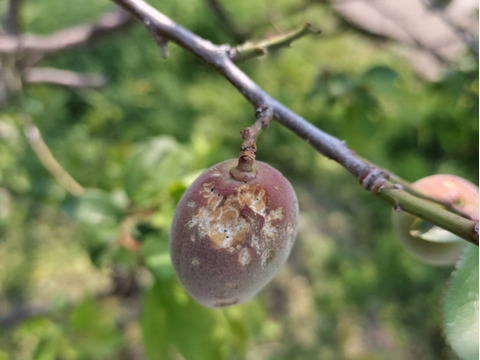 【1口500円】令和7年 雹（ひょう）被害 生産者応援チケット