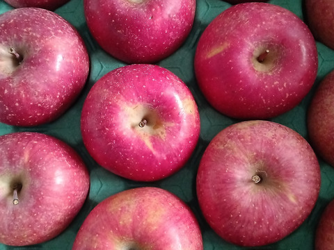 【りんご】樹上完熟「サンふじ」家庭用5ｋｇ　福島産　他県に引けをとらない美味しさ