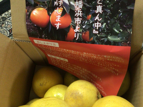 【家庭用】河内晩柑 7kg 爽快！！和製グレープフルーツ♡