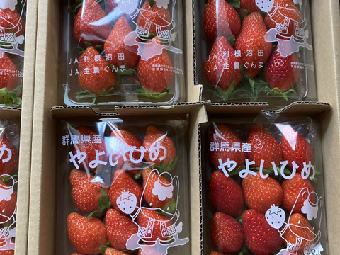 【今が本来の旬】じゅわっと甘い群馬のいちご完熟やよいひめ中身おまかせ4パック