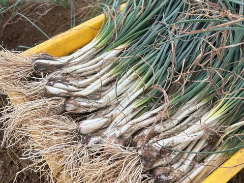 お試し価格【メール便配送300g】沖縄 伊江島特産　軟白島らっきょう 300g