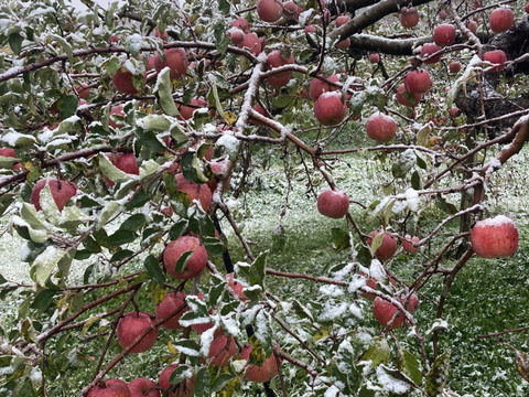 県外のスーパーなどに並ばない冬獲り完熟りんご‼︎今年も完熟の証【いぼりりんご】が仕上がりました◎青森県産蜜入り葉取らずサンふじ３キロ　大玉中玉8個〜11個