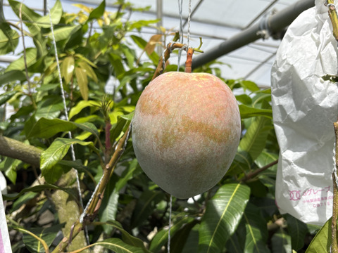 予約販売】宮古島産 キーツマンゴー（訳あり）1.5kg：沖縄県産のキーツ