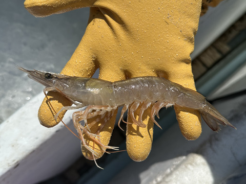 高級エビ　三種セット