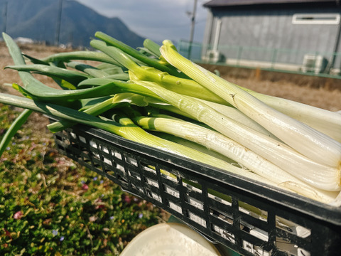 27日金曜日発送‼️新鮮お野菜セット✨