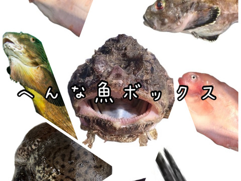 ☆YouTubeで紹介☆ へんな魚ボックス【未利用魚オンリー】魚種指定不可、お届け日指定不可の商品です