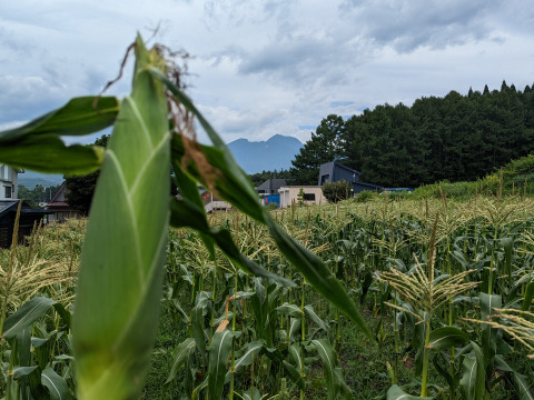 【栽培期間中　農薬不使用】訳アリ！とうもろこし＊ゴールドラッシュ（14本前後・80サイズの箱に入るだけ）