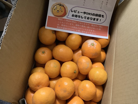 リピーター続出の人気商品！『三ヶ日早生みかん』ご家庭用5kg