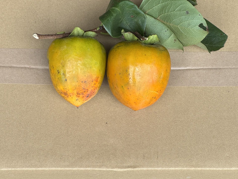 【期間限定　自然農法の恵み】大ぶりのどっしりした　干し柿用蜂屋柿はちや柿　18個以上お届け　
サービスで季節の野菜をお入れしてお届けいたします