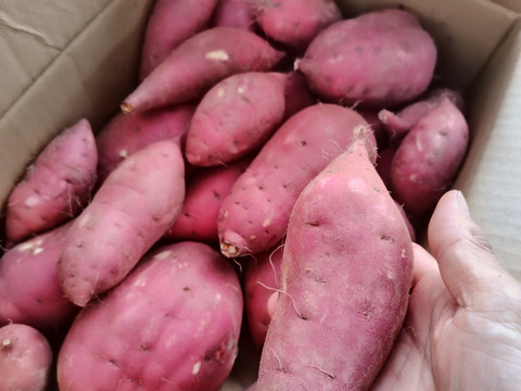 農園晴晴のベニハルカ｜掘りたてから冬の甘さへ｜農薬不使用・5kg