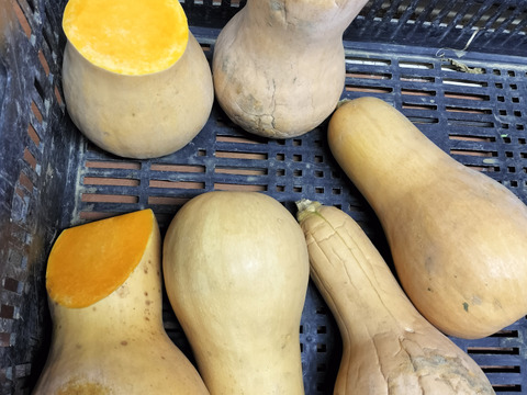 お楽しみ★農園自慢の情熱野菜セット　18袋　発送タイミングおまかせ　フードロス対策　パチャママ農園