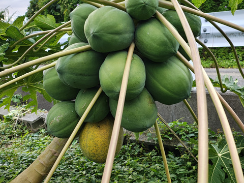 クリスマス特価　沖縄のフルーツパパイヤ2.8ｋｇ