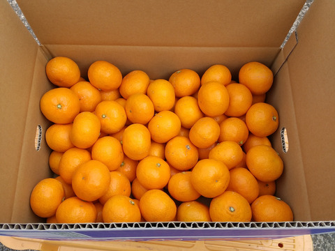 【濃い甘味】させぼ小玉みかん(ご家庭用・5kg)