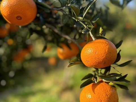 甘さ際立つ、冬のごほうび柑橘【津の輝き】2ｋｇ