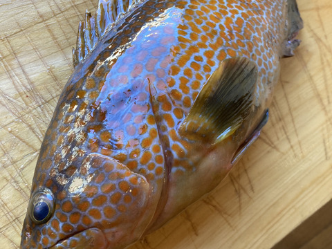 キジハタ(福アコウ) 1.0KG (プロ用)