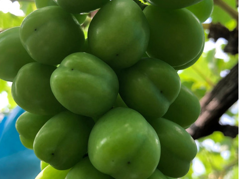 【9月5日まで20箱限定販売】注文殺到！朝採りシャインマスカット！食べてビックリ糖度17〜20度の最高級品[2kg-4房]