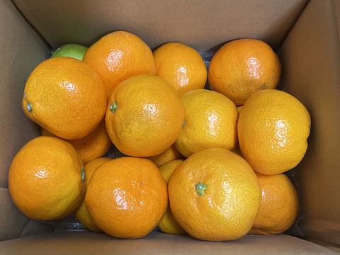 箱込約2㌔　濃い濃い薄皮みかん（SМサイズ）