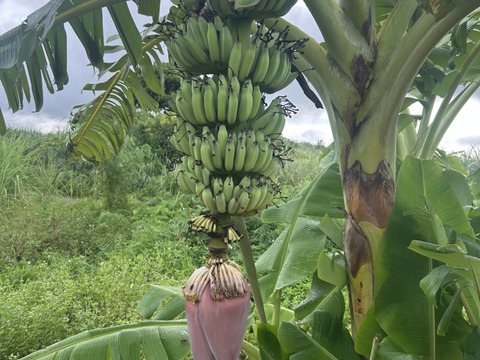 沖縄県産アップルバナナ　約1k (栽培期間中農薬肥料不使用)
