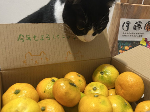 【感動のみかん】S～Mサイズ3kg とみ子ばぁばの宮川早生みかん糖度12度以上/有田産