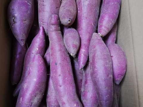 【自宅用】 里山ファームのシルクスイート ５ｋｇ ミックスサイズ