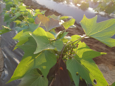 【熟成べにはるか】蜜たっぷり・しっとり甘い🍠焼き芋に最適！S〜Lサイズ混合／5kg／土付き