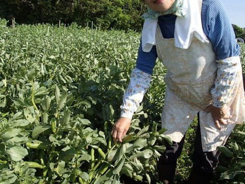 【お徳用10㎏】新鮮朝採り空豆（そらまめ）・農薬、化学肥料、除草剤不使用