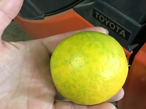 グラントレモン3キロ🍋(20玉前後)