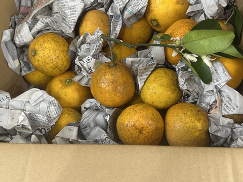 箱込み6kg 自然栽培の紅河内晩柑（ジューシーオレンジ）栽培期間中に農薬、化学肥料不使用　【熊本県天草特産】