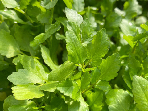 根っこが主役！湯沢市産『三関せり』家庭用1kg 年末年始予約専用！