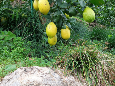 段々畑のレモン【希少な国産】 3.3kg（箱込）
