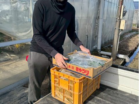 【味や実入りはA級品】きゅうり社長の朝どれ新鮮きゅうり！／中ランク混合／埼玉本庄産／常温配送3㎏（15〜20本）