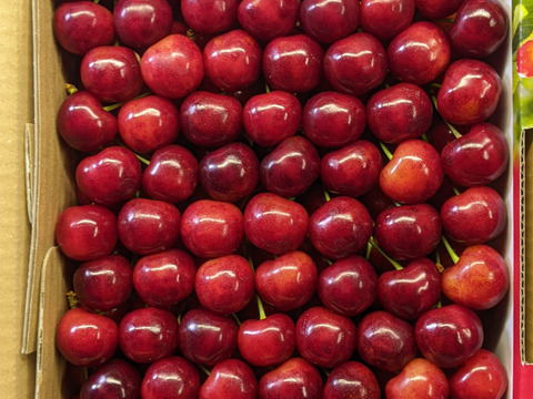 さくらんぼ贈答品1kg