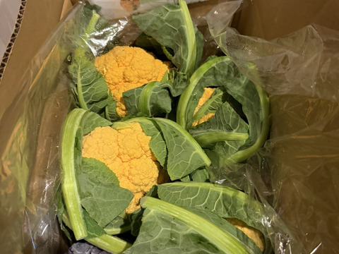 オレンジカリフラワー４個