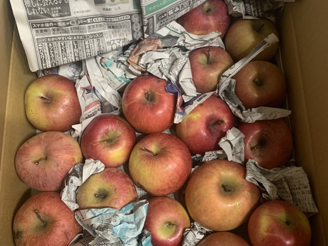 特別セール中🍎サンふじ★超お得!!加工用★無肥料.農薬節約30%〜.除草剤.摘果剤.摘葉剤不使用★【5kg】加工用/りんご