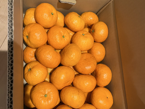 プチプチ食感　浜王(はまおう)みかん　唐津産（ハウス栽培）5㎏