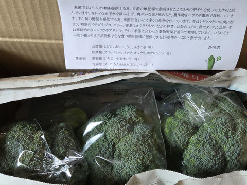 ブロッコリー採りたて新鮮！〈約1400g〉