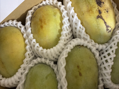 幻のフルーツ】ポポー 1箱1.5kg(4個から7個入り)：長野県産のポポー