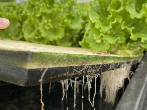 ふわっとパリ！グリーンリーフレタス　200gｘ6株