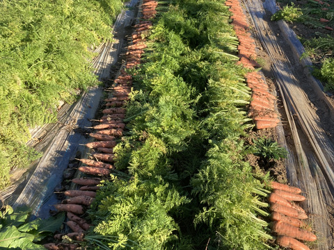 甘みと香りが際立つ！山梨県北杜市産アロマレッドにんじん【有機JAS認証】　LLサイズ10㎏